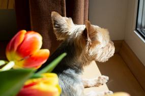 Dog Small Animal