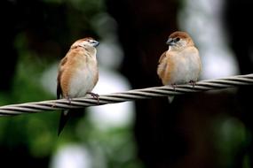 little birds on a wire