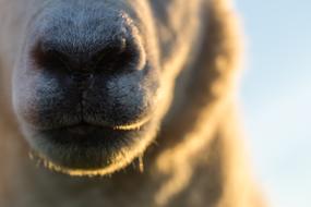 black sheep nose, close-up