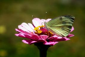 Butterfly Insect Flower