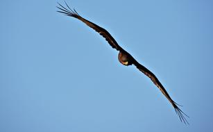 Bird Wildlife Nature