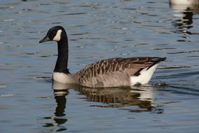 Canada Goose Swimming in pond