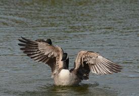 Canada Geese Washing