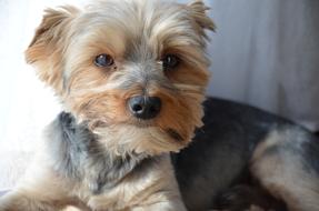 Dog York Animal