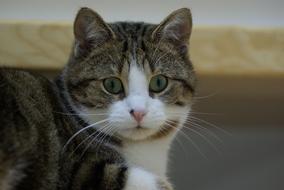 Cat Face Mackerel