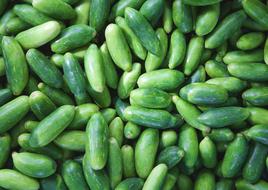 small cucumber crop