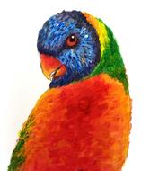 lorikeet parrot bird colorful lori