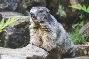 Marmot Alpine Rodent