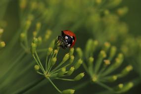 Ladybug Insect Dill