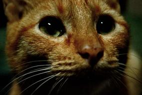 Cat Kitten Cat'S Eyes