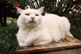 Cat White Feline Look