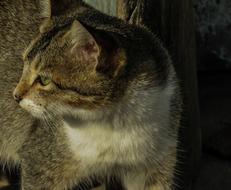 Cute Cat Kitty photo