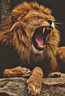 Lion Predator Dangerous