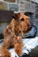 Dog Irish Terrier