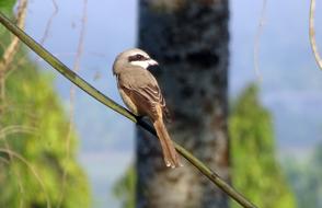 Bird Brown Shrike Lanius Cristatus