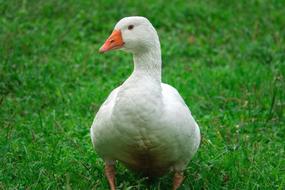 Goose Animal White