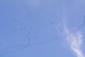 Migratory Birds Bird