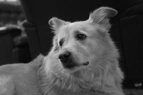 Pet Friendship Fur
