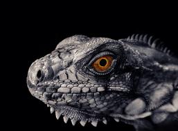 Iguana Reptile Scales Scaly skin