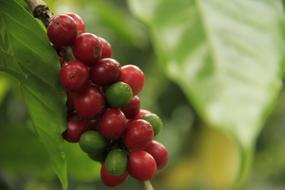 red coffee beans in the garden