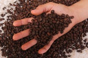 fragrant coffee beans in your hand