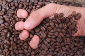 hand clenches coffee beans
