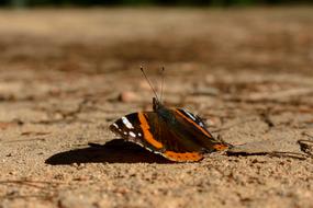 Butterfly Formentera Orange