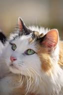 Cats Animal Eyes