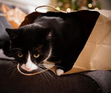 Cat Bag Christmas Tree