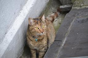 Cat Animals Pets