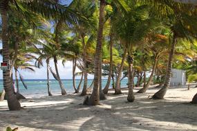 Beach Tropical Caribbean