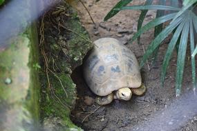 Tortoise Zoo Animal in garden