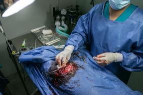 Surgery Veterinary Operation