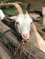 Goat Farm White