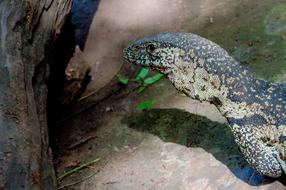 Lizard Reptile Animal