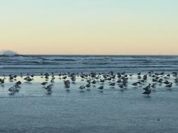 Beach Seagulls Waves