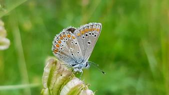 Butterfly Common Blue Insect