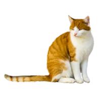 Animal World Cat Domestic