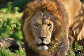 Lion Predator Dangerous