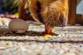 Dog Eating Licking