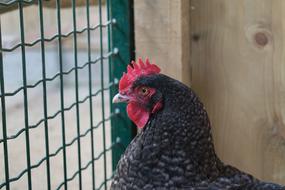 Animal Farm Hen