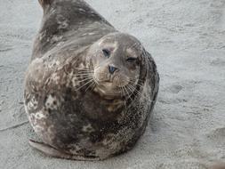 Sea Lion Beach Nature