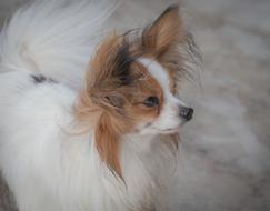 Dog Pet Dwarf Spaniel