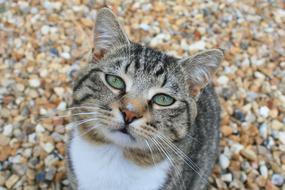 Cat Staring Animal