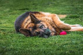 german shepherd Dog Pet lying on grass