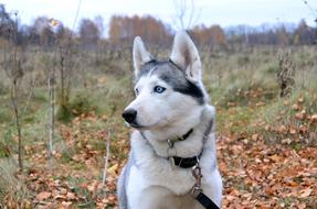 Husky Dog Portrait
