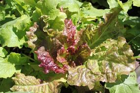 colored lettuce leaves in the garden