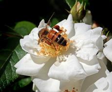 Insect Bee Pollen