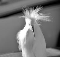 Bird Wildlife Water