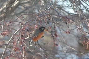 Tree Bird Bay